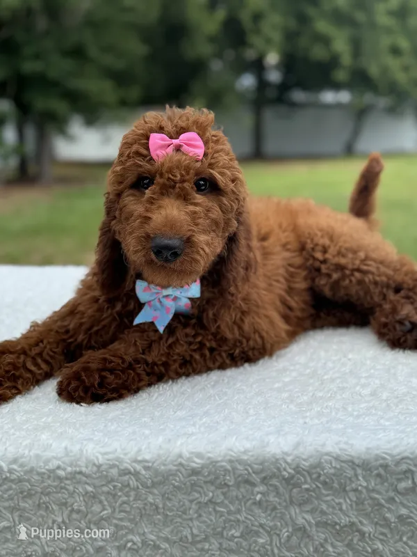 Camille- F1b Standard – Goldendoodle puppy for sale in Frostproof, FL