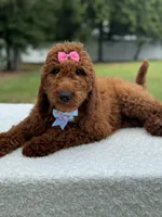 Camille- F1b Standard, a female Goldendoodle for sale in Frostproof, FL – 1 of 10