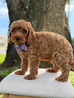 Scooby- F1b Toy , a male Goldendoodle for sale in Frostproof, FL – 9 of 10