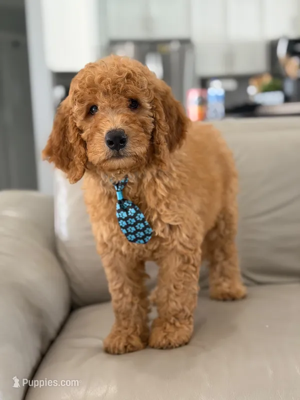 Emmett- F1b Medium  – Goldendoodle puppy for sale in Frostproof, FL