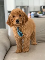 Emmett- F1b Medium , a male Goldendoodle for sale in Frostproof, FL – 1 of 10