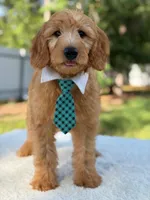 Apollo- F1 mini , a male Goldendoodle for sale in Frostproof, FL – 6 of 10
