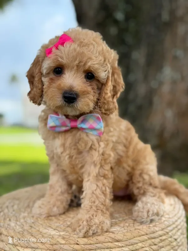 Daisy- F1b Toy – Goldendoodle puppy for sale in Frostproof, FL