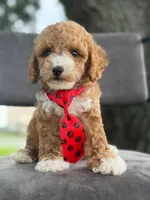 Bentley- F1bb Mini , a male Goldendoodle for sale in Frostproof, FL – 3 of 10