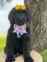 Onyx- F1 Standard , a female Goldendoodle for sale in Frostproof, FL – 2 of 10