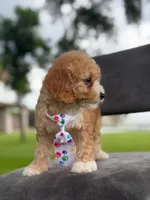 Oliver- F1bb Mini , a male Goldendoodle for sale in Frostproof, FL – 2 of 10