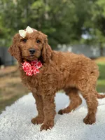 Cupcake- F1b Standard , a female Goldendoodle for sale in Frostproof, FL – 2 of 10