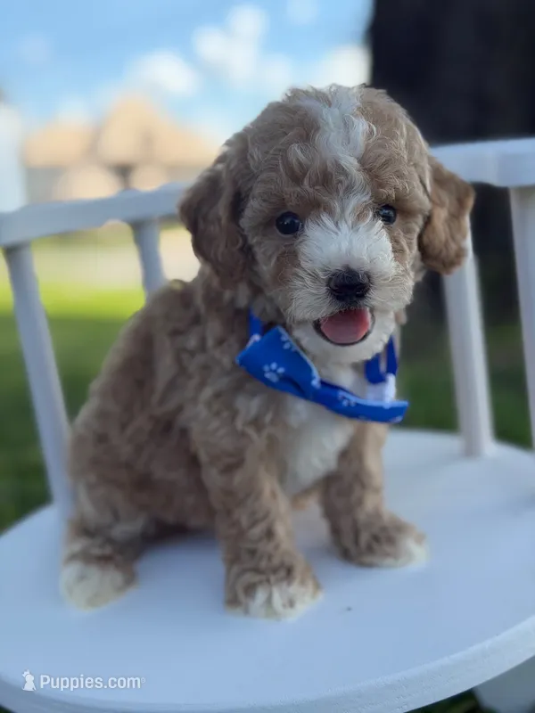 Johan- F1bb Toy  – Goldendoodle puppy for sale in Frostproof, FL