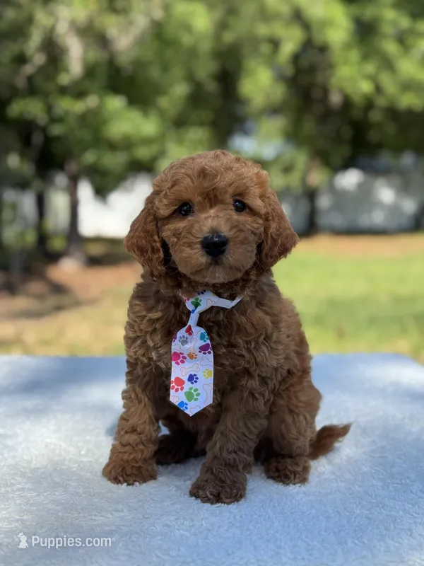 Chase- F1b Mini  – Goldendoodle puppy for sale in Frostproof, FL