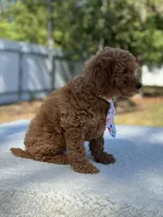 Chase- F1b Mini , a female Goldendoodle for sale in Frostproof, FL – Photo 9 of 10