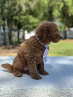 Chase- F1b Mini , a female Goldendoodle for sale in Frostproof, FL – Photo 4 of 10
