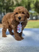 Chase- F1b Mini , a female Goldendoodle for sale in Frostproof, FL – Photo 6 of 10