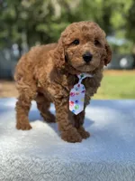 Chase- F1b Mini , a female Goldendoodle for sale in Frostproof, FL – Photo 5 of 10