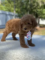 Chase- F1b Mini , a female Goldendoodle for sale in Frostproof, FL – Photo 7 of 10