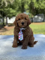 Chase- F1b Mini , a female Goldendoodle for sale in Frostproof, FL – Photo 3 of 10