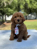 Chase- F1b Mini , a female Goldendoodle for sale in Frostproof, FL – Photo 2 of 10