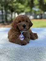 Chase- F1b Mini , a female Goldendoodle for sale in Frostproof, FL – Photo 8 of 10
