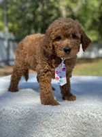 Chase- F1b Mini , a female Goldendoodle for sale in Frostproof, FL – Photo 10 of 10
