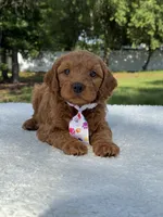 Theo- F1b Mini , a male Goldendoodle for sale in Frostproof, FL – 7 of 10