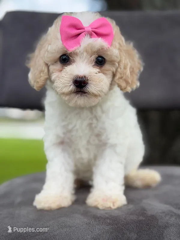 Daisy- F1bb Mini  – Goldendoodle puppy for sale in Frostproof, FL