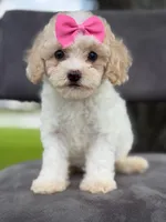 Daisy- F1bb Mini , a female Goldendoodle for sale in Frostproof, FL – 1 of 10