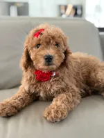 Jemma- F1b Mini , a female Goldendoodle for sale in Frostproof, FL – 8 of 10