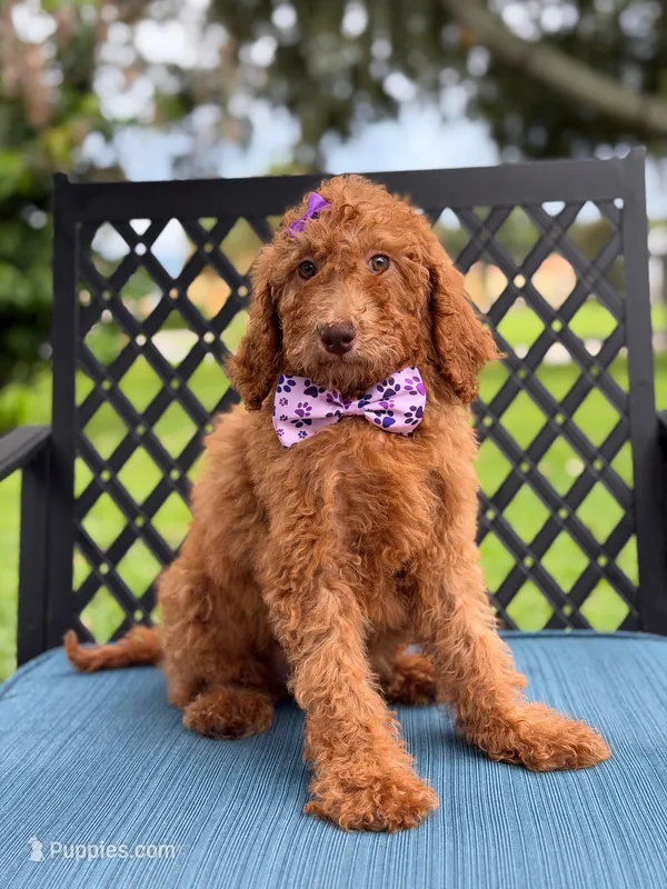 Summer- F1b Standard  – Goldendoodle puppy for sale in Frostproof, FL