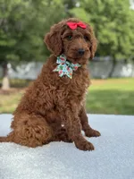 Cinnamon- F1b Standard , a female Goldendoodle for sale in Frostproof, FL – 3 of 10