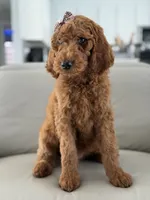 Vienna- F1b standard , a female Goldendoodle for sale in Frostproof, FL – 7 of 10