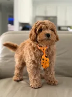 Jax- F1b Mini , a male Goldendoodle for sale in Frostproof, FL – 6 of 10