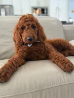 Graham- F1b Standard , a male Goldendoodle for sale in Frostproof, FL – 3 of 10