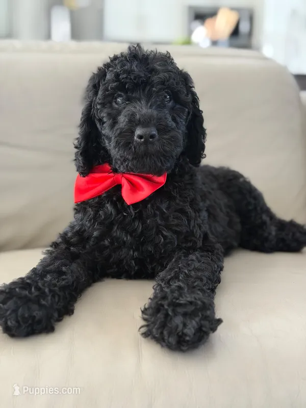 Ansel- F1b standard  – Goldendoodle puppy for sale in Frostproof, FL