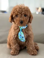 Jensen- F1b Mini, a male Goldendoodle for sale in Frostproof, FL – 6 of 10