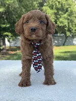 Titan- F1b Mini , a male Goldendoodle for sale in Frostproof, FL – 7 of 10