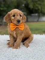 Apollo- F1 mini, a male Goldendoodle for sale in Frostproof, FL – 10 of 10