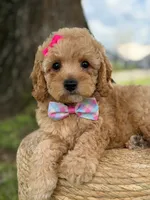 Daisy- F1b Toy, a female Goldendoodle for sale in Frostproof, FL – 6 of 10