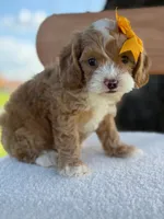 Joy- F1bb toy , a female Goldendoodle for sale in Frostproof, FL – 5 of 10