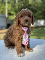 Teddy- F1b Mini , a male Goldendoodle for sale in Frostproof, FL – 3 of 10