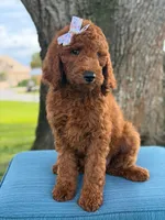 Gianna- F1b Standard , a female Goldendoodle for sale in Frostproof, FL – 8 of 10