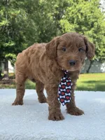 Titan- F1b Mini , a male Goldendoodle for sale in Frostproof, FL – 8 of 10