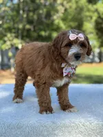 Clarissa- F1b Mini , a female Goldendoodle for sale in Frostproof, FL – Photo 8 of 10