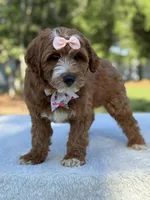 Clarissa- F1b Mini , a female Goldendoodle for sale in Frostproof, FL – Photo 3 of 10