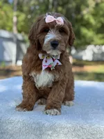 Clarissa- F1b Mini , a female Goldendoodle for sale in Frostproof, FL – Photo 9 of 10