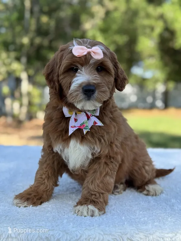 Clarissa- F1b Mini  – Goldendoodle puppy for sale in Frostproof, FL