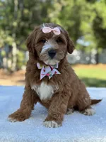 Clarissa- F1b Mini , a female Goldendoodle for sale in Frostproof, FL – Photo 1 of 10