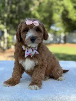 Clarissa- F1b Mini , a female Goldendoodle for sale in Frostproof, FL – Photo 10 of 10