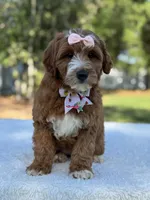 Clarissa- F1b Mini , a female Goldendoodle for sale in Frostproof, FL – Photo 2 of 10