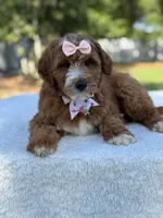 Clarissa- F1b Mini , a female Goldendoodle for sale in Frostproof, FL – Photo 7 of 10