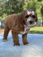 Clarissa- F1b Mini , a female Goldendoodle for sale in Frostproof, FL – Photo 6 of 10