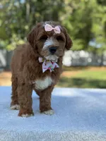 Clarissa- F1b Mini , a female Goldendoodle for sale in Frostproof, FL – Photo 4 of 10